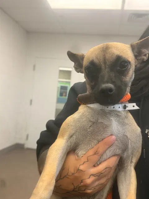Millie - Chihuahua