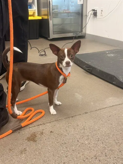 Beauty - Chihuahua