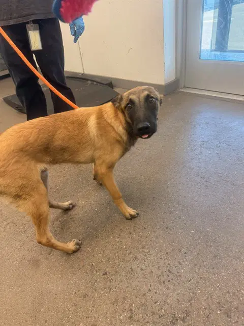 Bubba Lou - Belgian Shepherd Malinois