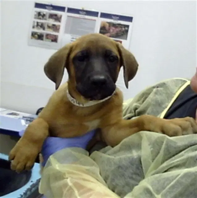 Leelee - Mastiff