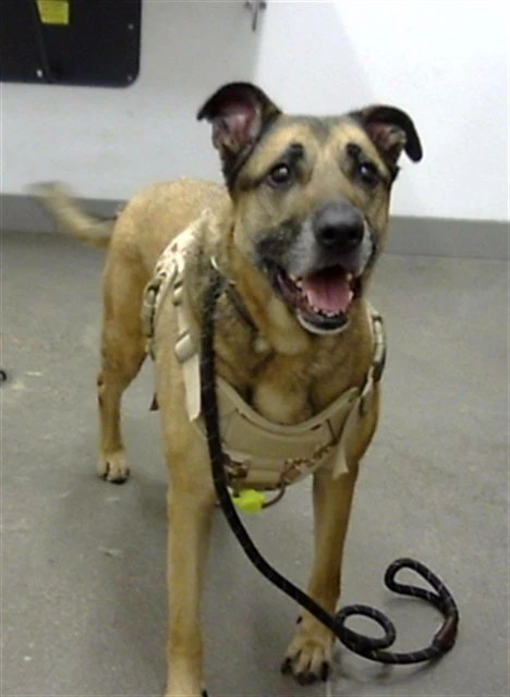 Daisy