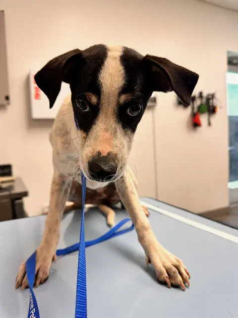 Chili - Rat Terrier