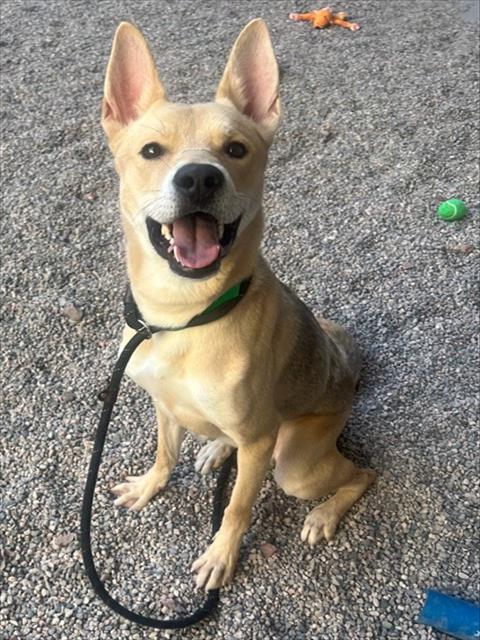 STANLEY, a dog for adoption from Maricopa County Animal Care & Control - East Valley Animal Care Center