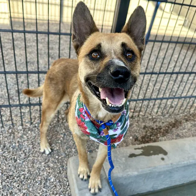 Nevada - German Shepherd Dog