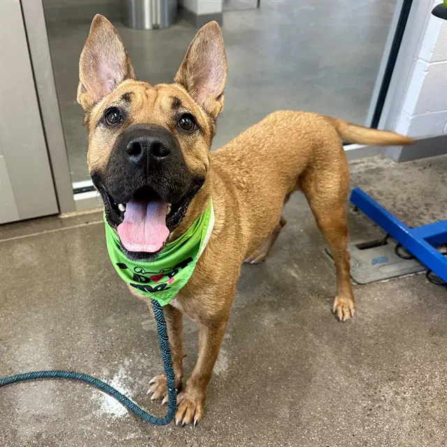 Scooby - Boxer
