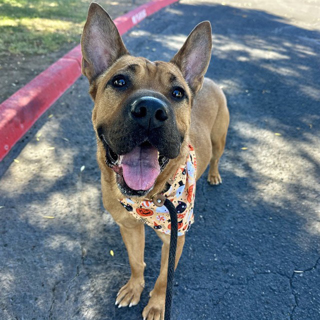 SCOOBY