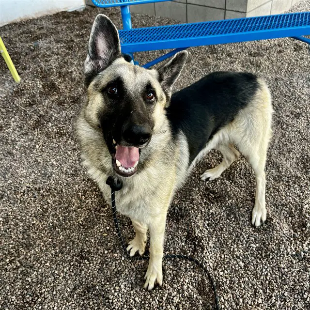 Wilbur - German Shepherd Dog