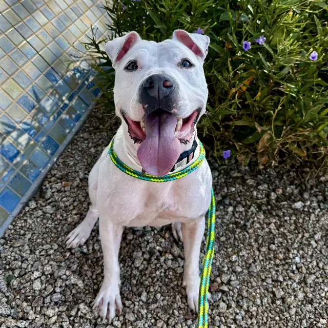 Remi - American Pit Bull Terrier