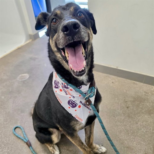 MAVERICK, a dog for adoption from Maricopa County Animal Care & Control - East Valley Animal Care Center