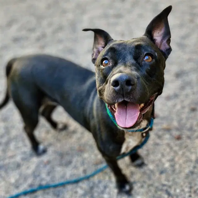 Wren - American Pit Bull Terrier
