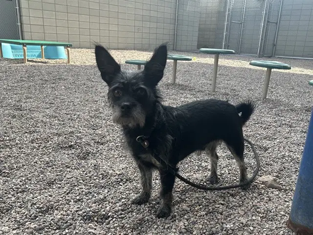 Gerard - Cairn Terrier