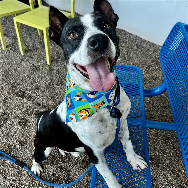 Ribbit - American Pit Bull Terrier