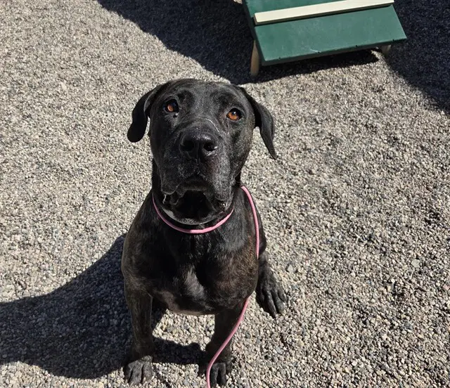 Titan - Cane Corso Mastiff