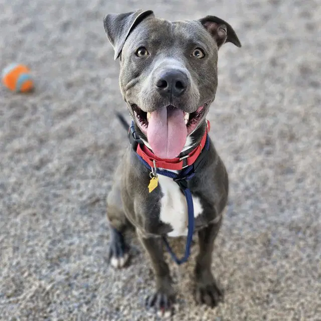Dom - American Pit Bull Terrier