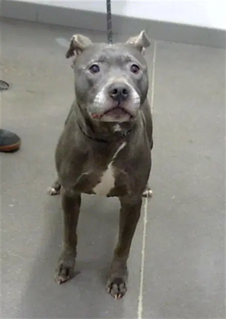 Lulu - Staffordshire Bull Terrier