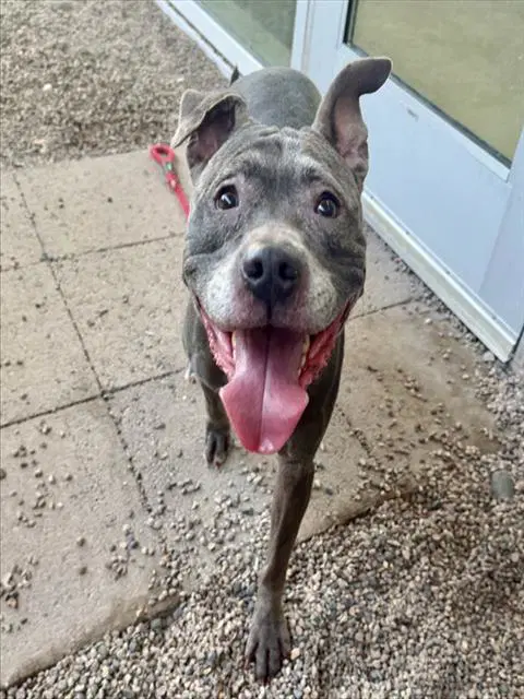 Lulu - Staffordshire Bull Terrier