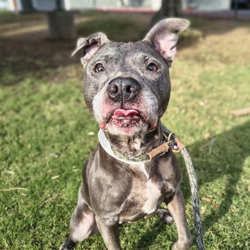 LULU, a dog for adoption from Maricopa County Animal Care & Control - East Valley Animal Care Center