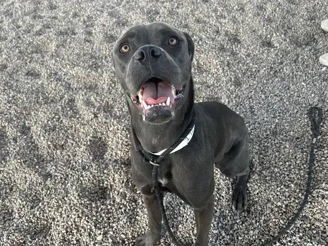 Caterpillar - Cane Corso Mastiff