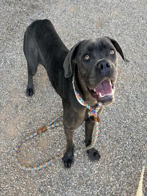 Caterpillar - Cane Corso Mastiff