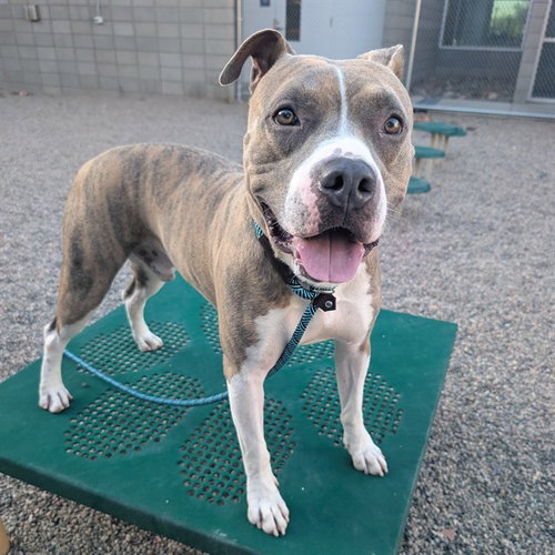 MILO, a dog for adoption from Maricopa County Animal Care & Control - East Valley Animal Care Center