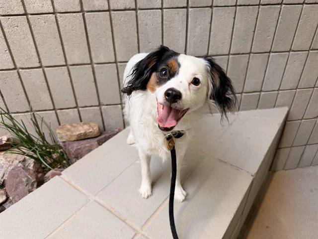 Zodey