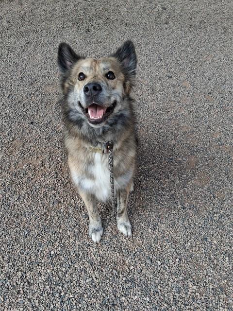 Atlas - German Shepherd Dog