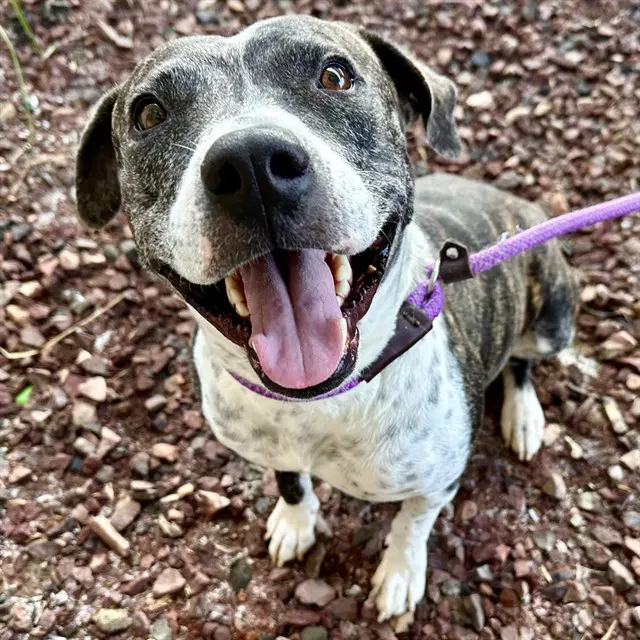 Rhubarb - American Pit Bull Terrier