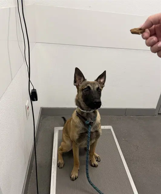 Bubba - Belgian Shepherd Malinois