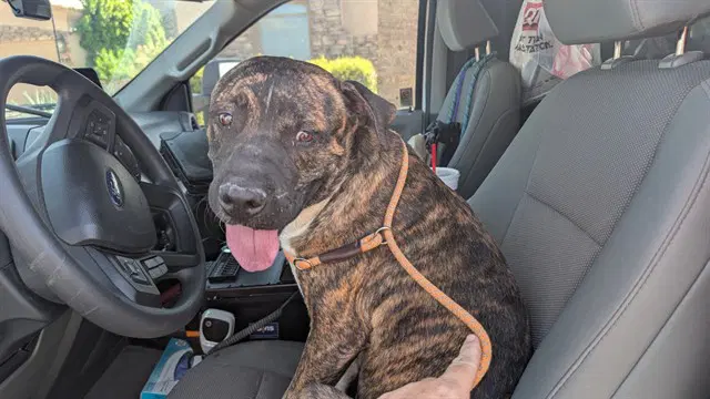 Checkers - American Pit Bull Terrier