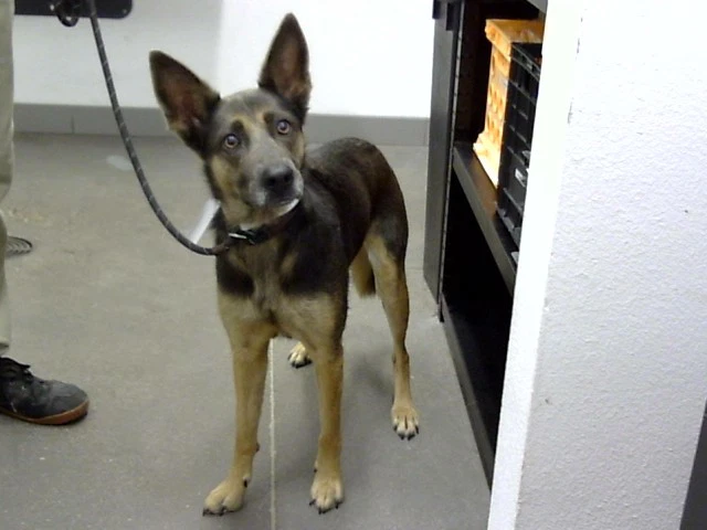 Rosie