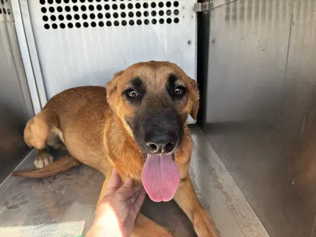 Minka - Black Mouth Cur