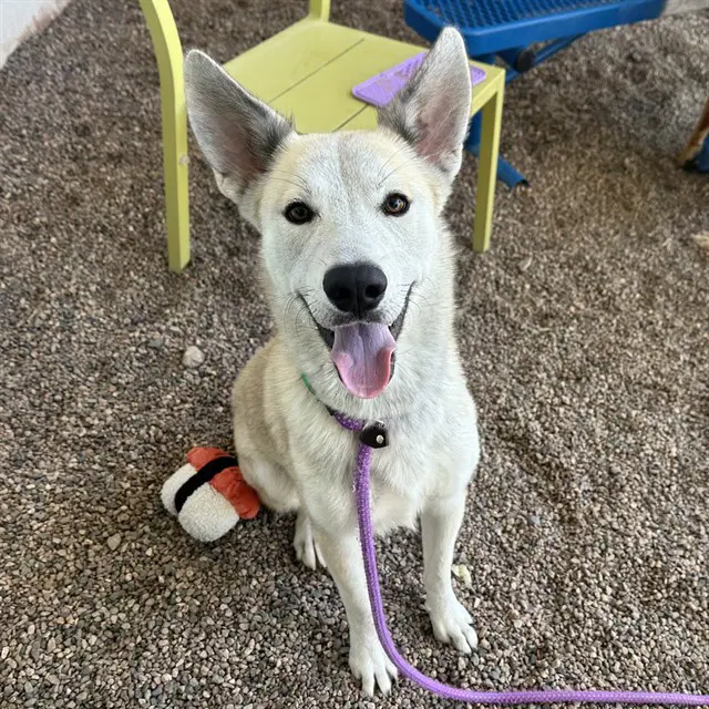 Weasel - Siberian Husky
