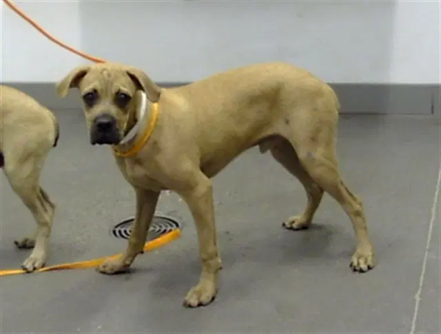 Trevor - Black Mouth Cur
