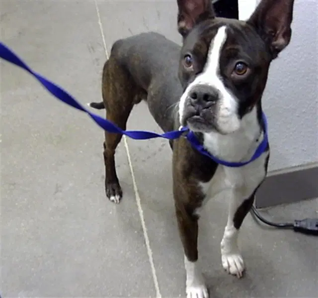 Mambo Five - Boston Terrier