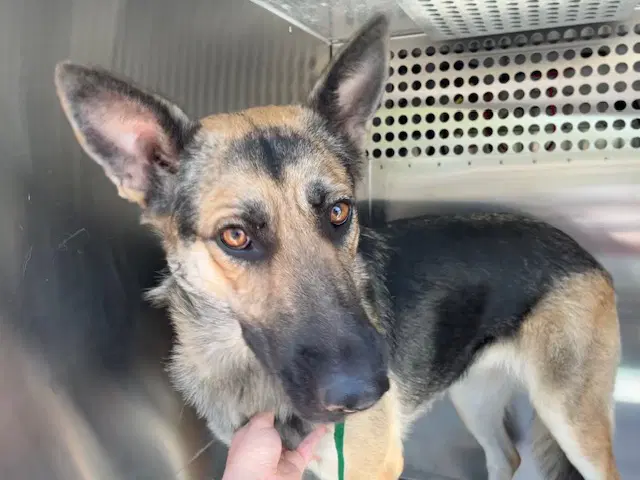 Mary Anne - German Shepherd Dog