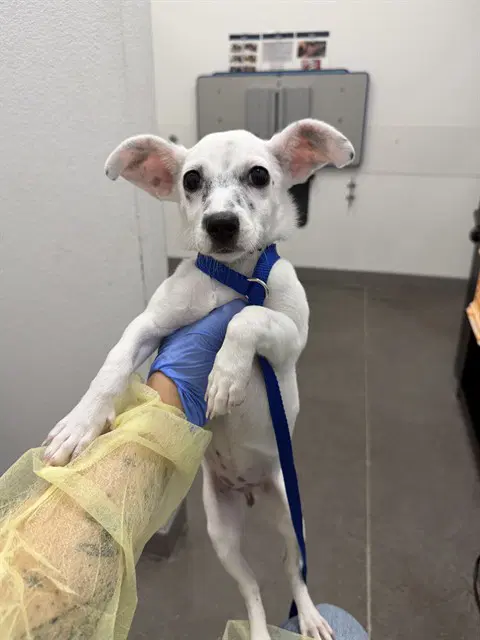 Dot - Chihuahua
