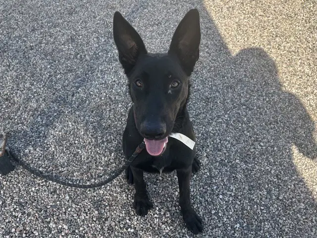 Berry Bonita - German Shepherd Dog