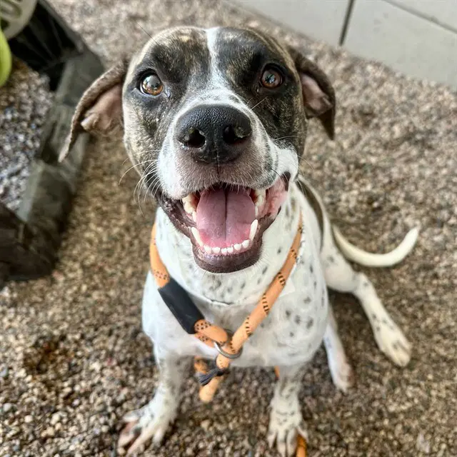 Georgette - Pointer