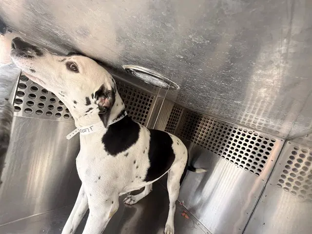 Phoebe - Dalmatian