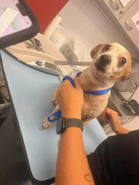 Bubbers - Chihuahua
