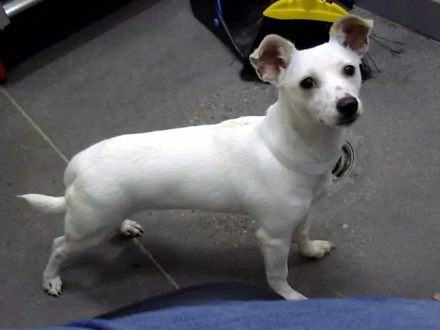 Lamby - Chihuahua