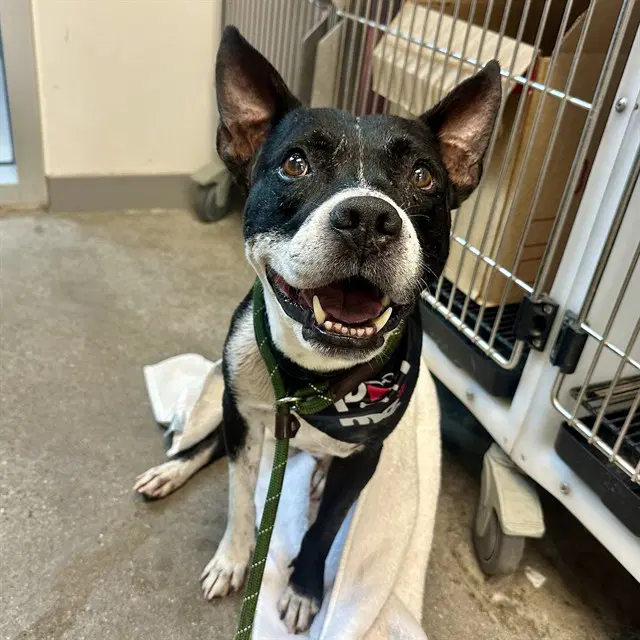 Skyler - American Pit Bull Terrier