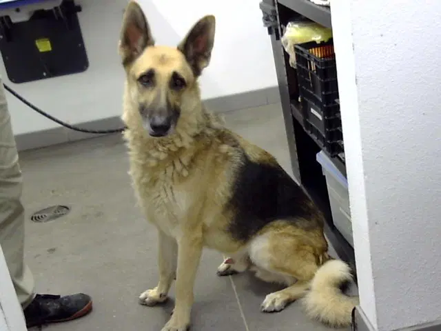 Bruno - German Shepherd Dog