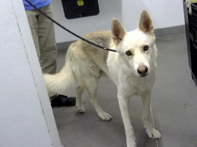 Zeus - Husky