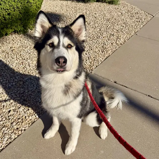 Gigi - Alaskan Malamute