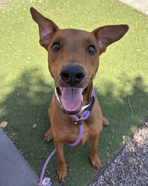 Benji - Doberman Pinscher