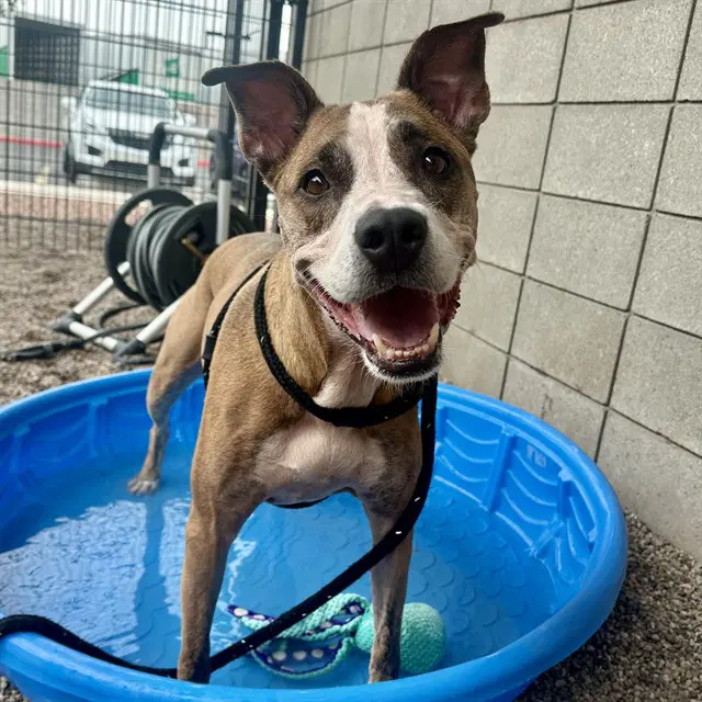 Elli - American Pit Bull Terrier