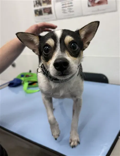 Zorro - Chihuahua