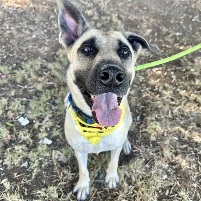 Capone - Anatolian Shepherd