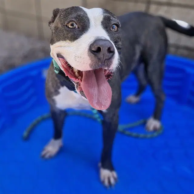 Slip - American Pit Bull Terrier